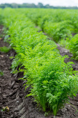Carrots growing on a field in summer