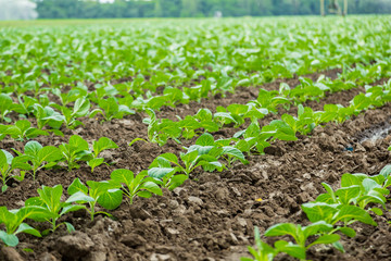 Cabbage field