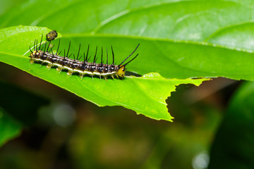 Caterpillar of great Assyrian (Terinos atlita) butterfly