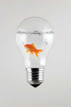 Fish inside the Light Bulb