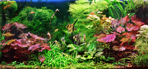 Obraz premium Decorative aquarium