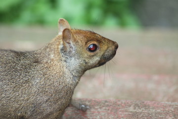  Eastern Gray Squirrel (Sciurus carolinensis). They can be many colors including gray, black, brown, blond, and other mixtures. They are tree dwellers.
