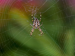 cross spider in its web waiting for the victim.