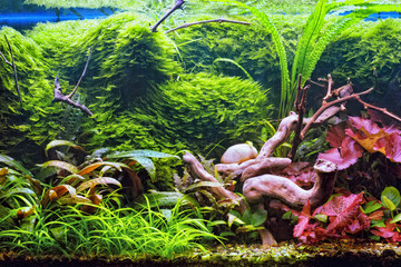 Decorative aquarium