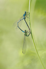 two damselflies mating on green leaf 