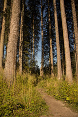 Fototapeta premium Wald in der Sonne