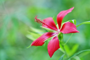 モミジバアオイ