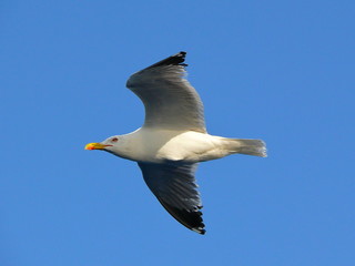 Goéland