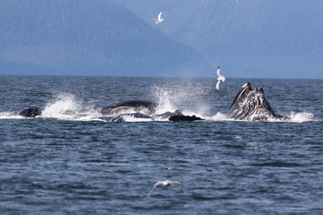 Humpback Whales Bubble Net Feeding