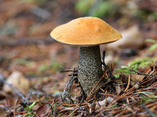 Aspen Bolete - Leccinum insigne