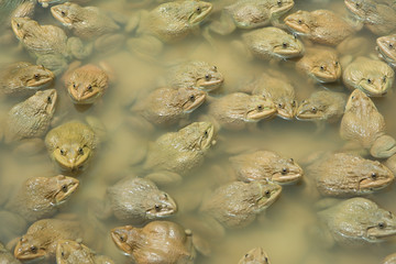 The raising frogs in pond