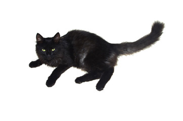 Black Cat