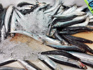 Obraz premium Anchovy