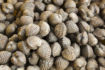 Group of Shellfish Cockles