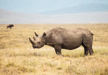 Crédence de cuisine en verre imprimé Rhinocéros Black Rhinoceros