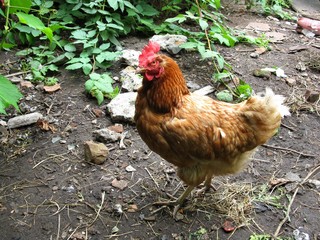 hen
