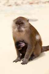 Macaque mother and child at Monkey Beach, Thailand