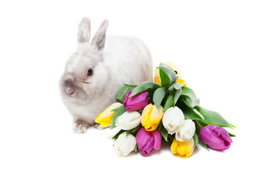 White rabbit with tulips