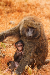 Mother and baby baboons
