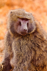 Baboon