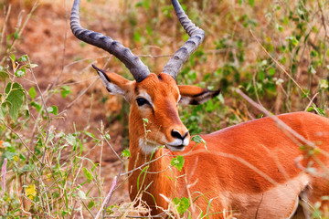 Male Impala