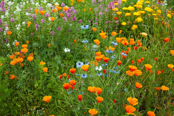 Colorful garden -  wild flower meadow