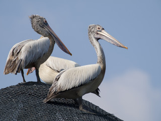 Brown Pelican