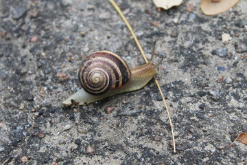 Snail