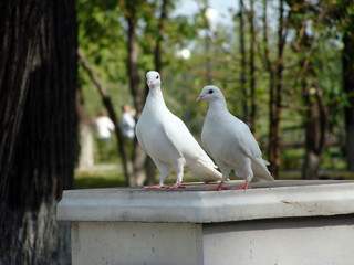 white dove