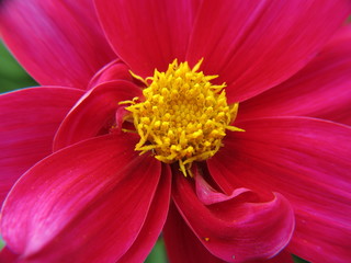 dahlia