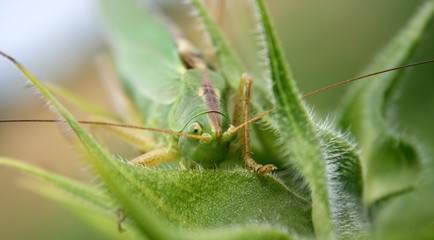 Heuschrecke