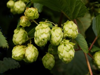hop plant with cones as product for brewing industry