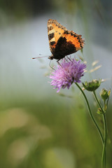 Small tortoiseshell (Aglais urticae) on a meadow