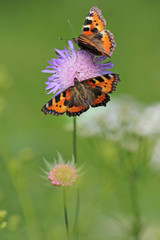 Small tortoiseshell (Aglais urticae) on a meadow