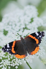 Fototapeta na wymiar Red Admiral butterfly (Vanessa atalanta)