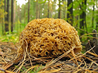 Гриб Спарассис курчавый  (Sparassis crispa (Fr.) Fr., Clavaria crispa, Manina crispa, Masseeola crispa,  Sparassis radicata)