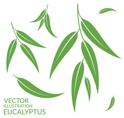 Naklejka premium Eucalyptus. Isolated leaves on white background