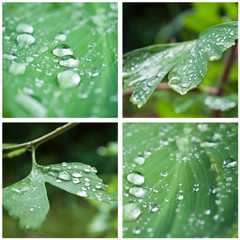 composition gouttes de pluie sur plantes et fleurs