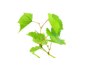 Fototapeta premium grape leaves in white background