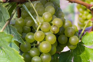 Weissburgunder Trauben