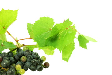 dark red wine grape bunch with leaves in white background