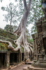 Fototapeta na wymiar Massiver Baum überwuchert angkorianische Mauern im Dschungel von Kambodscha