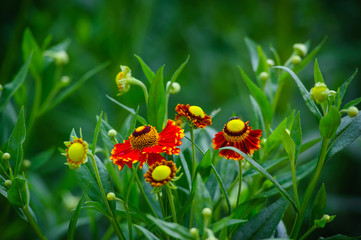  Gloriosa Daisy