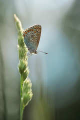 Common Blue Butterfly