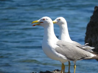 Fototapeta premium seagull