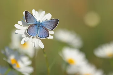 Crédence de cuisine en verre imprimé Papillon Papillon bleu commun