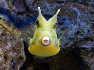 Puffer fish