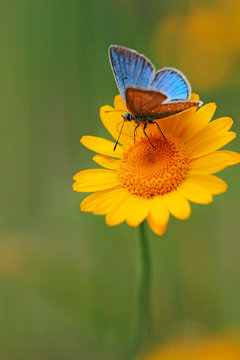 Fototapeta Summer view with Common Blue Butterfly