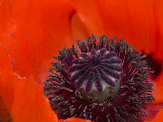 beautiful red poppy flower center