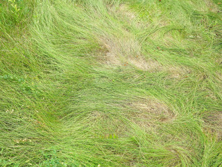 Green young soft long wrinkled grass